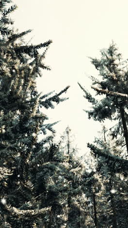 snow-covered pine trees in a winter forest