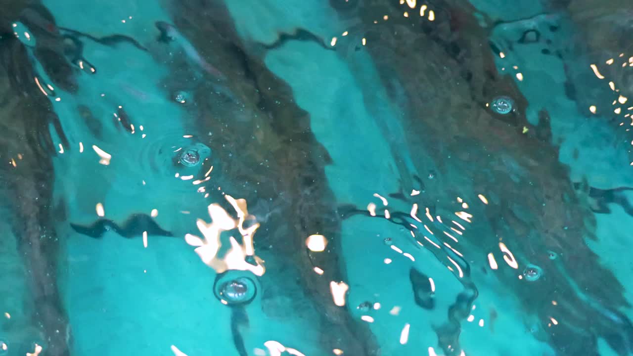 은 연못 에서 함께 움직이는 물고기 들