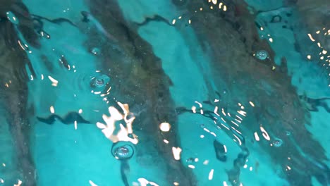 peces que se mueven juntos en una piscina clara