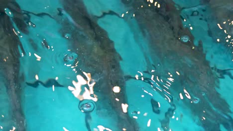 fish moving together in a clear pool