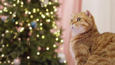 ginger el gato mirando el árbol de navidad