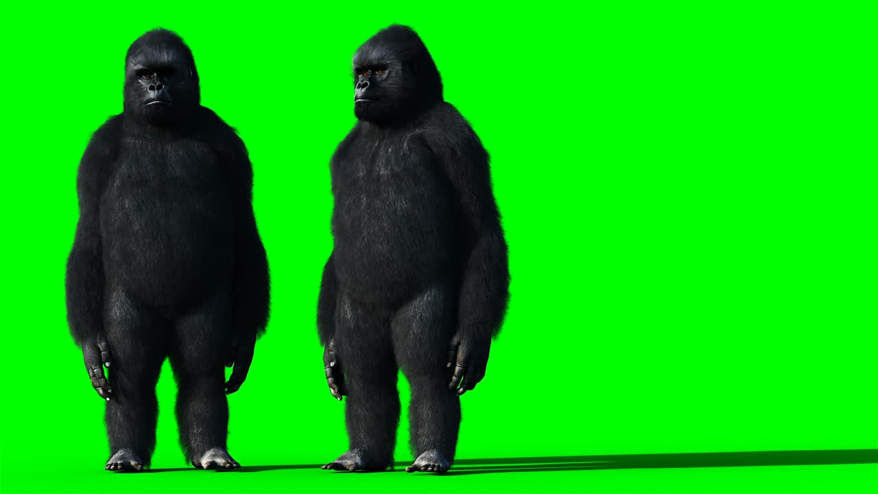 speaking gorilla. Realistic fur. Green screen animation.