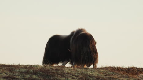 Aggressive musk oxen rivals in head to head challenge in sunset glow in Norway
