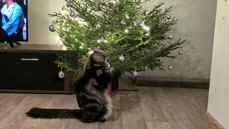 maine coon cat playing with christmas tree ornaments