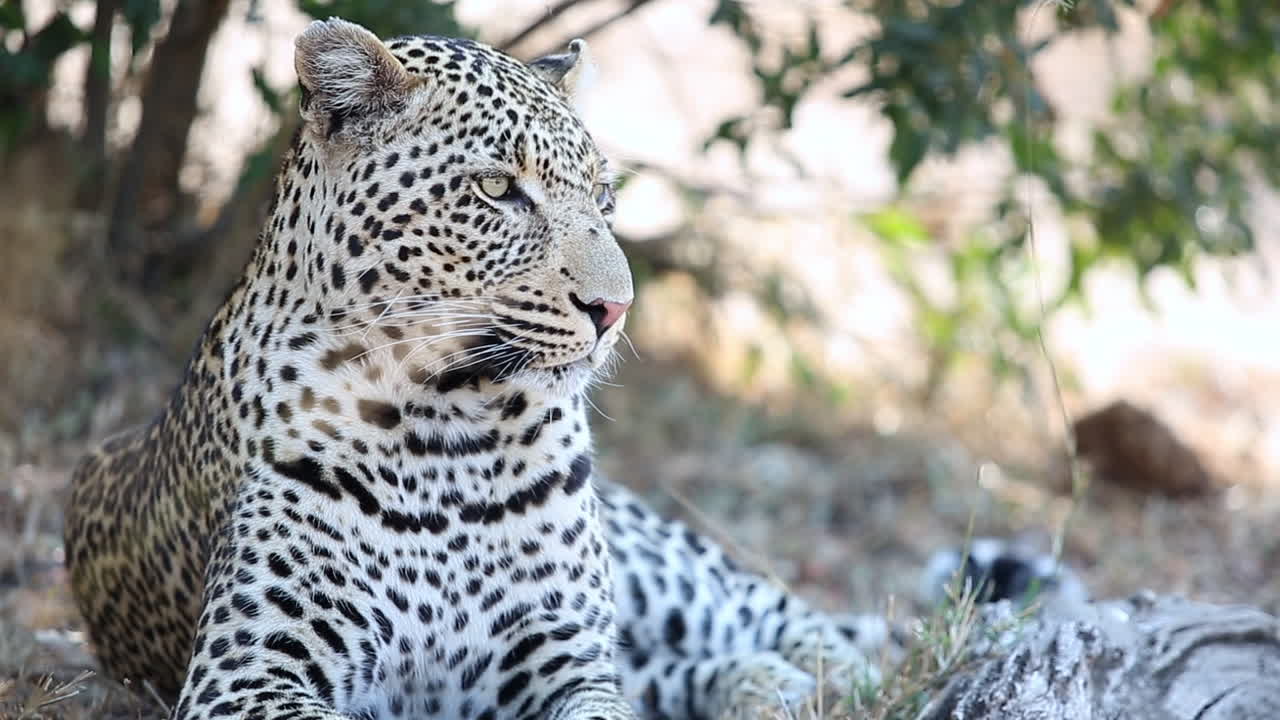 primer plano de un gran leopardo macho acostado y mirando alrededor en el parque nacional greater kruger, sudáfrica