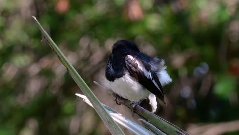 Das-Orientalische-Elsternrotkehlchen-Ist-Ein-In-Thailand-Sehr-Verbreiteter-Sperlingsvogel,-In-Dem-Er-überall-Zu-Sehen-Ist