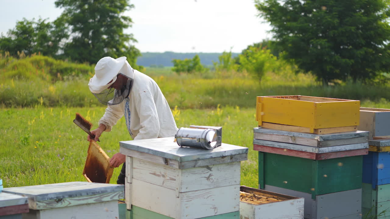Beekeeper pulled off a honeycomb and cleans it with a brush. Man at apiary works in protective hat. Apiculture concept.