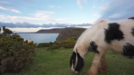 horses grazing on a cliff overlooking the ocean at sunset
