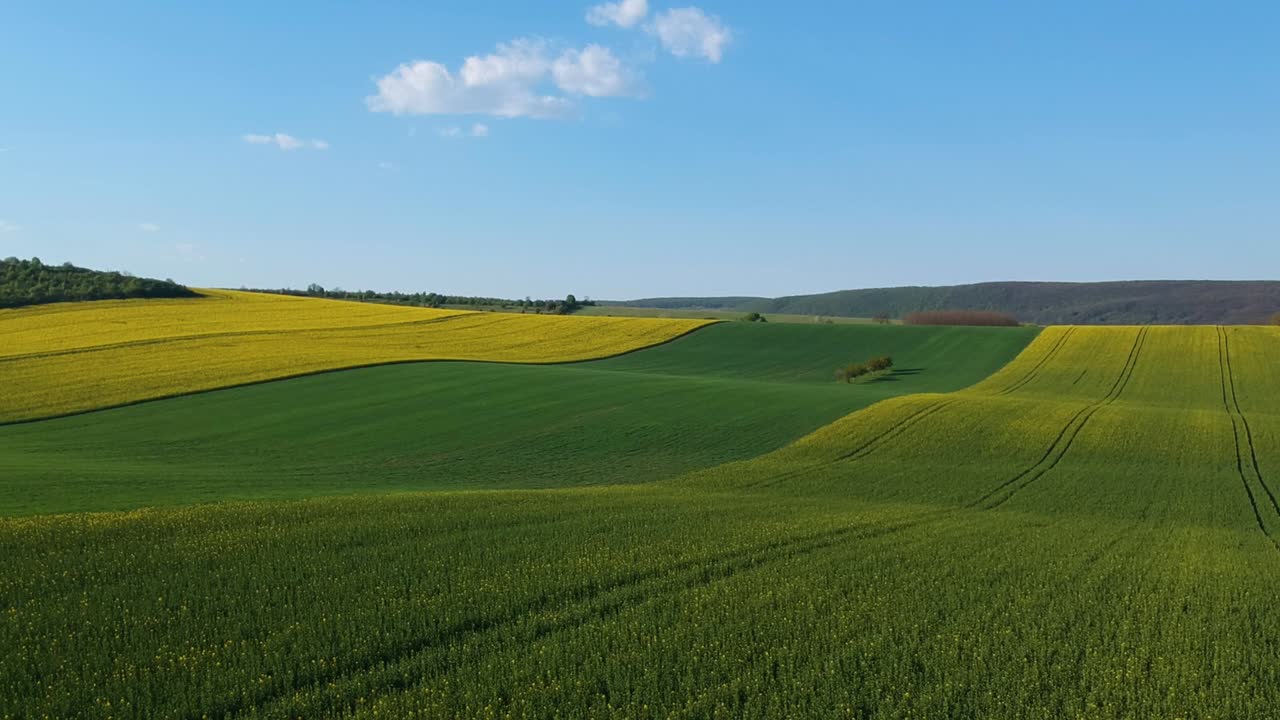 imágenes aéreas de una plantación de colza con árboles en el campo