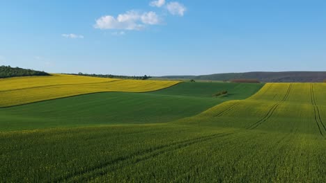 Luftaufnahmen-Einer-Rapsplantage-Mit-Bäumen-Im-Feld