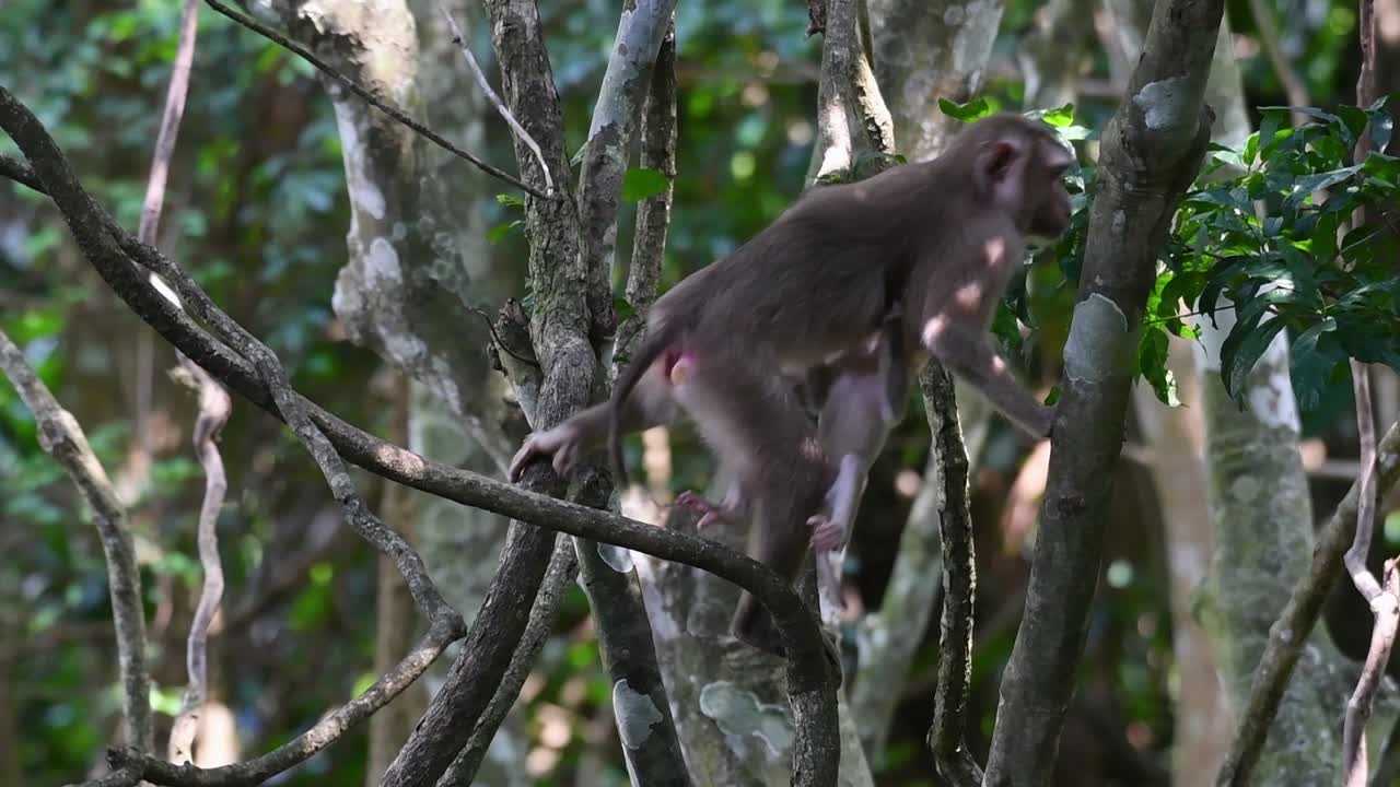 The Northern Pig-tailed Macaque is a primate commonly found in Khao Yai National Park though it’s a Vulnerable species