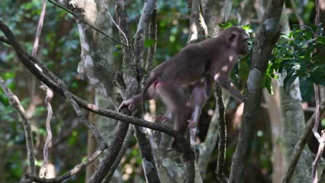 Der-Nördliche-Schweinsschwanzmakake-Ist-Ein-Primat,-Der-Häufig-Im-Khao-Yai-Nationalpark-Vorkommt,-Obwohl-Er-Eine-Gefährdete-Art-Ist