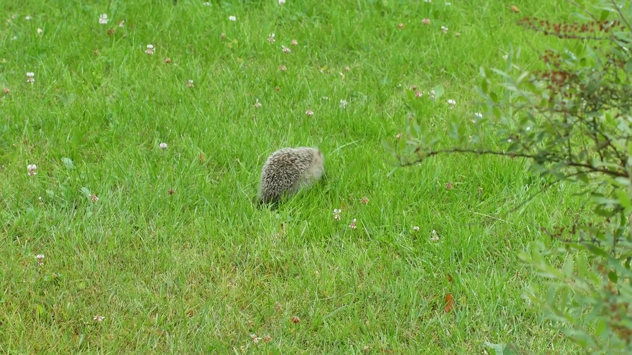 Baby Hedgehog Foraging for Food on a Backyard Lawn