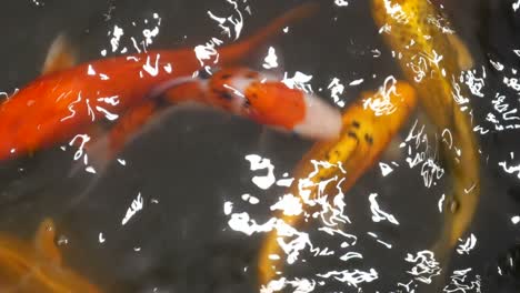 carpa de fantasía en el agua