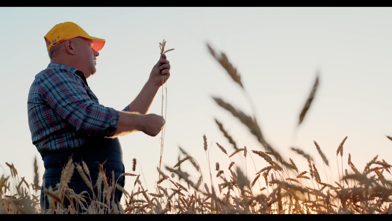 Farmer Inspecting Wheat at Sunset