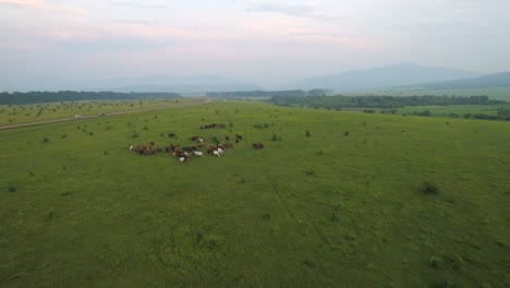 Flight-Over-Majestic-Horses