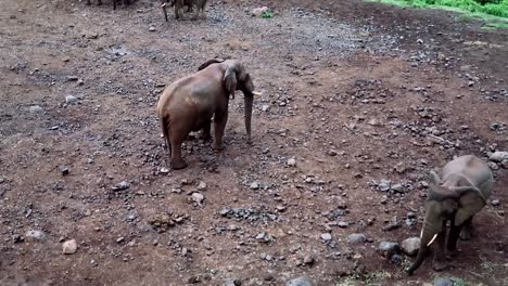 Toma-Panorámica-Que-Muestra-A-Una-Familia-De-Elefantes-Africanos-Juntos-En-Kenia,-África