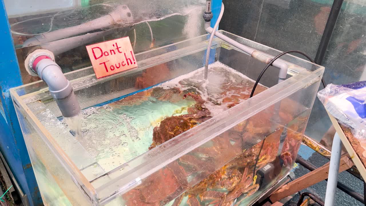 Grandes caranguejos-reais vermelhos movem-se dentro de um aquário de vidro borbulhante em um mercado de peixe de Tóquio.