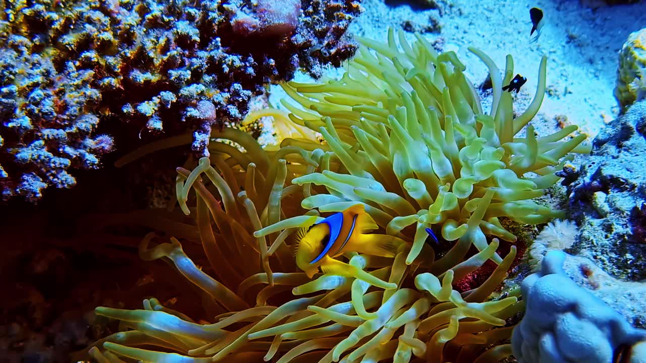 Un pesce pagliaccio del Mar Rosso nuota tra i tentacoli protettivi di un grande anemone di mare su una barriera corallina.