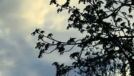 Tree-branch-silhouette-on-sky-background.-Blue-sky-and-white-clouds