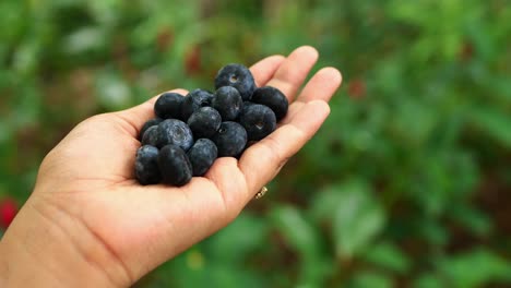 women eating fresh blue berry outdoor ,