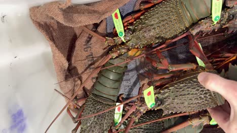 handling lobsters at a seafood market stall