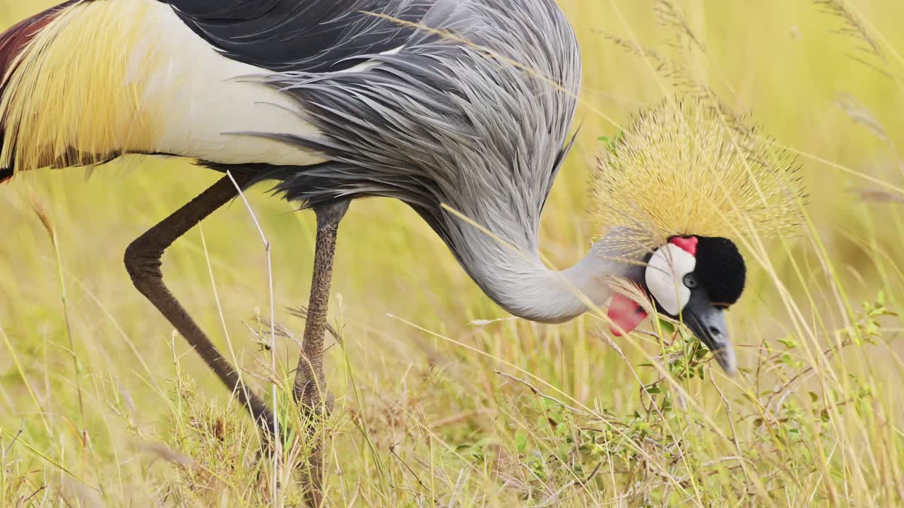 fotografía en cámara lenta de un pájaro safari de áfrica en la reserva de masai mara norte, grullas coronadas grises pastando en las praderas de hierba alta, vida silvestre africana en la reserva nacional de maasai mara, kenia