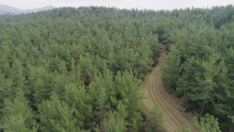 Un-Camino-De-Tierra-Tranquilo-En-Medio-De-Un-Bosque-En-Grecia