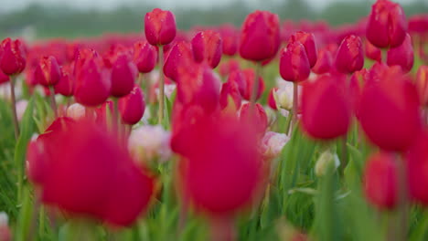 Close-up-of-a-vibrant-tulip-field-in-the-Netherlands,-blooming-with-endless-rows-of-pink-tulips