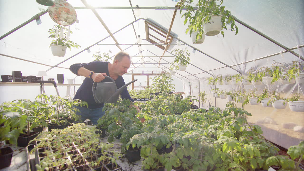 Profile slider view of male gardener watering tomato plants in bright hothouse