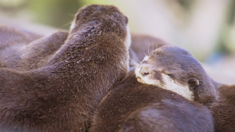 Family-Group-of-Asian-Small-clawed-Otters-Sleeping-Together-Lying-Down-on-Each-Other-Bonding---Close-up