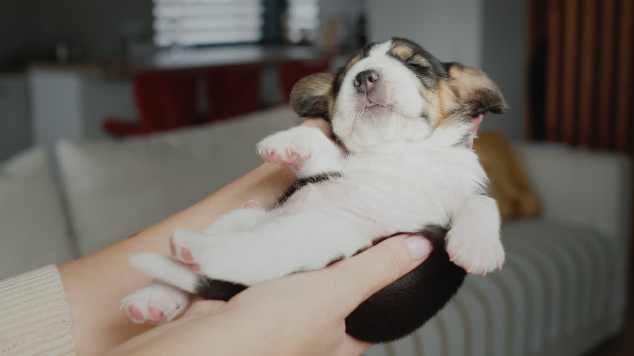 한 여자가 그녀의 팔에 재미있는 신생 비글 강아지를 들고 있다. 그는 그녀의 팔에 작은 아기처럼 잠을 자고 있다.
