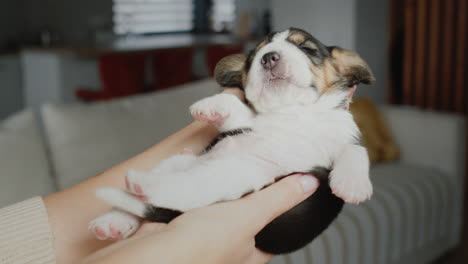 a woman is holding a funny newborn beagle puppy in her arms. he sleeps like a little baby in her arms