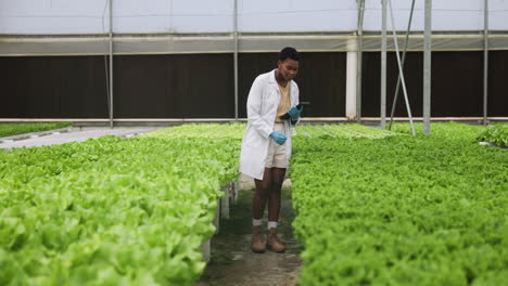 plants, tablet and woman scientist in greenhouse