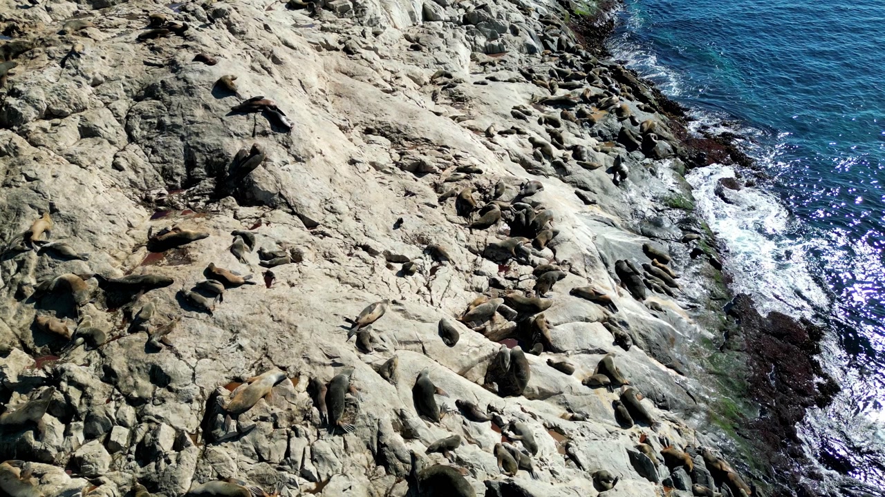 Overhead drone shot capturing dozens of sea lions gathered on the shoreline of Isla de Lobos, a natural marine habitat in Chile.