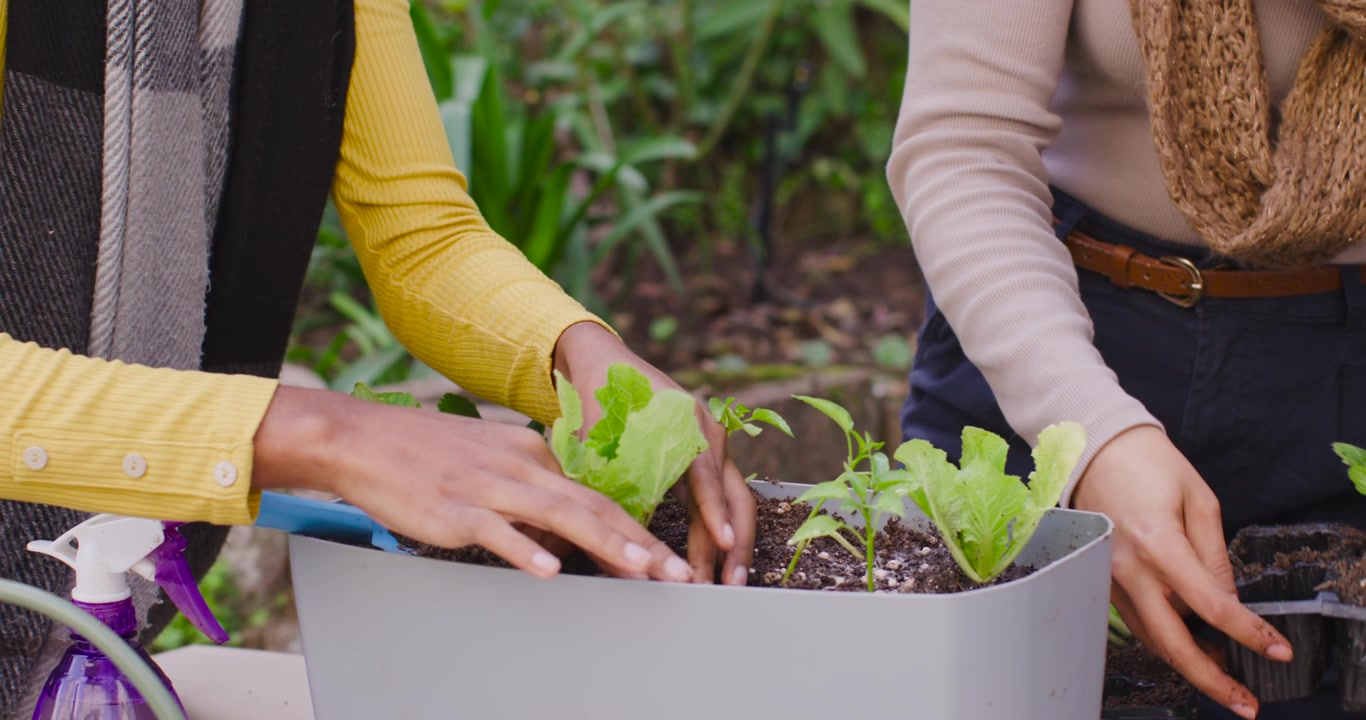 Donne afroamericane che piantano piantine di lattuga in una fioriera per coltivare insalata, mentre una donna tiene un vassoio