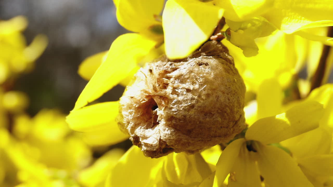 꽃이 만발한 개나리 덤불 가지에 부착된 사마귀 곤충의 오테카 또는 알 케이스