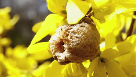 an ootheca, or egg case of a mantis insect attached to the branch of a forsythia bush in bloom