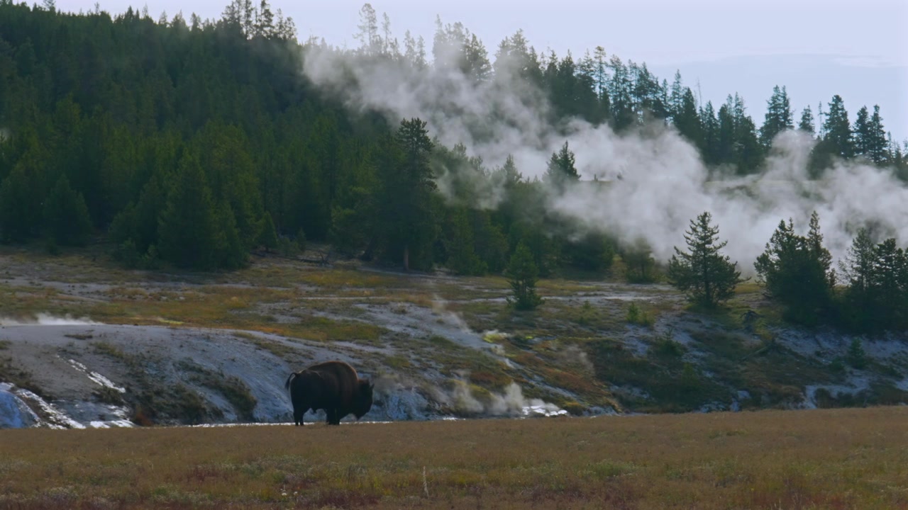 Bisonte americano selvatico che cammina nel paesaggio scenografico del Mid Geyser Basin, Parco Nazionale di Yellowstone, Wyoming, con l'Old Faithful Grand Geyser, le sorgenti termali fumanti del fiume Firehole, in una mattina soleggiata d'autunno.
