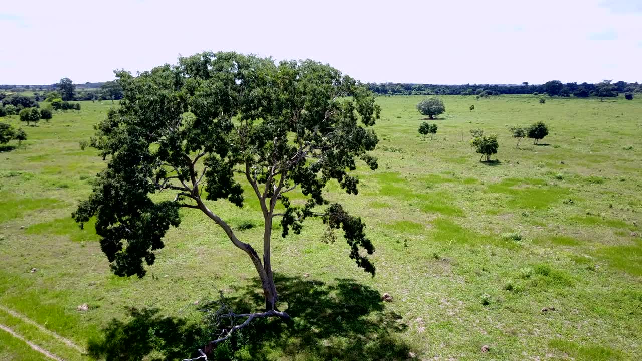푸른 의 풍경에서 나무 위를 회전하는 공중 영상. 드론 4k 클립