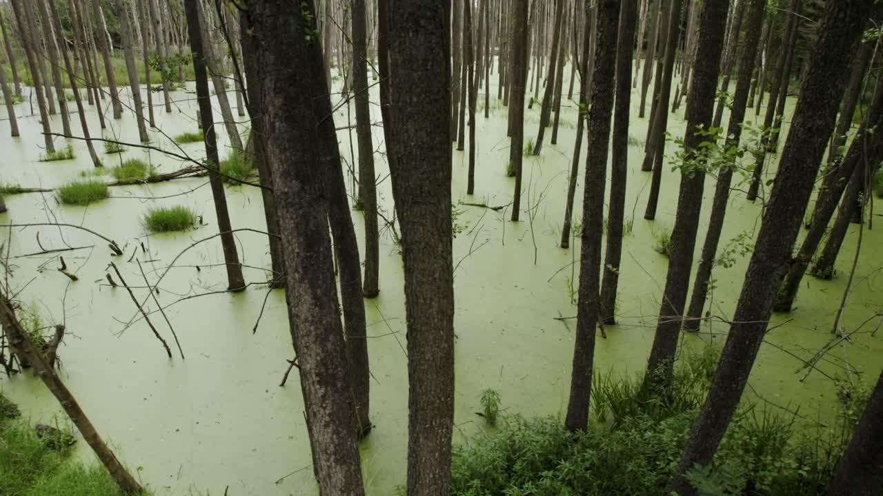 Aerial trucking shot of the green marshland with dead trees and green foliage
