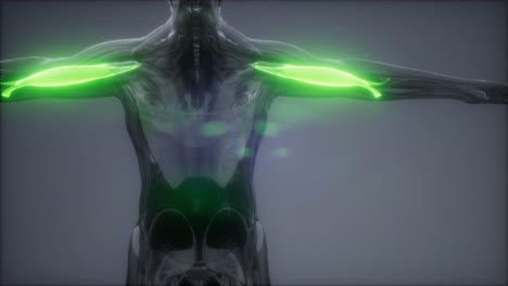 bíceps - mapa de la anatomía muscular visible