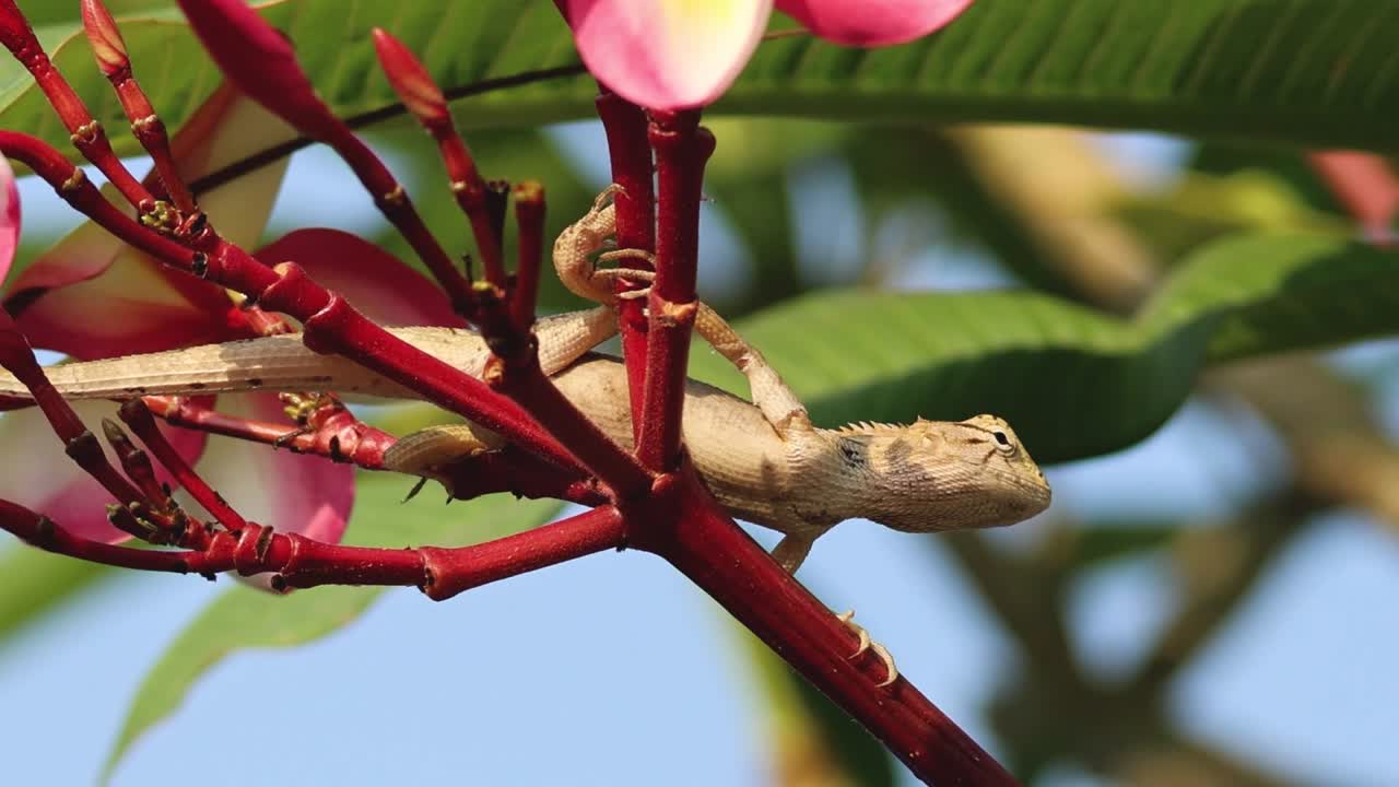 Primo piano di una lucertola da giardino appollaiata su un ramo di plumeria rosa in fiore