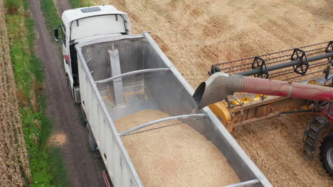 wheat harvest: combine harvester loading truck