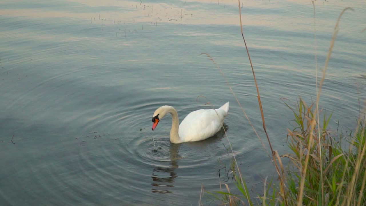 vista bloqueada de la cabeza de buceo del cisne bajo el agua para comida, plantas de agua en primer plano