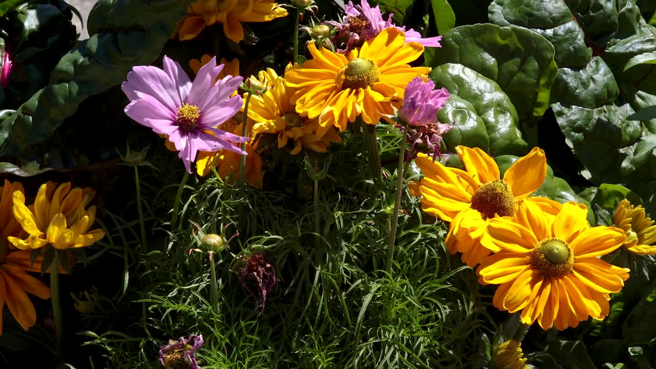 Livlige blomster i en frodig hage