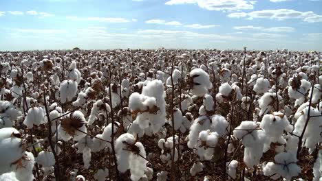 Toma-Panorámica-Derecha-De-Un-Enorme-Campo-De-Algodón-Para-La-Industria-Textil