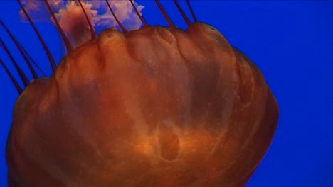 primer plano submarino de una medusa nadando 1