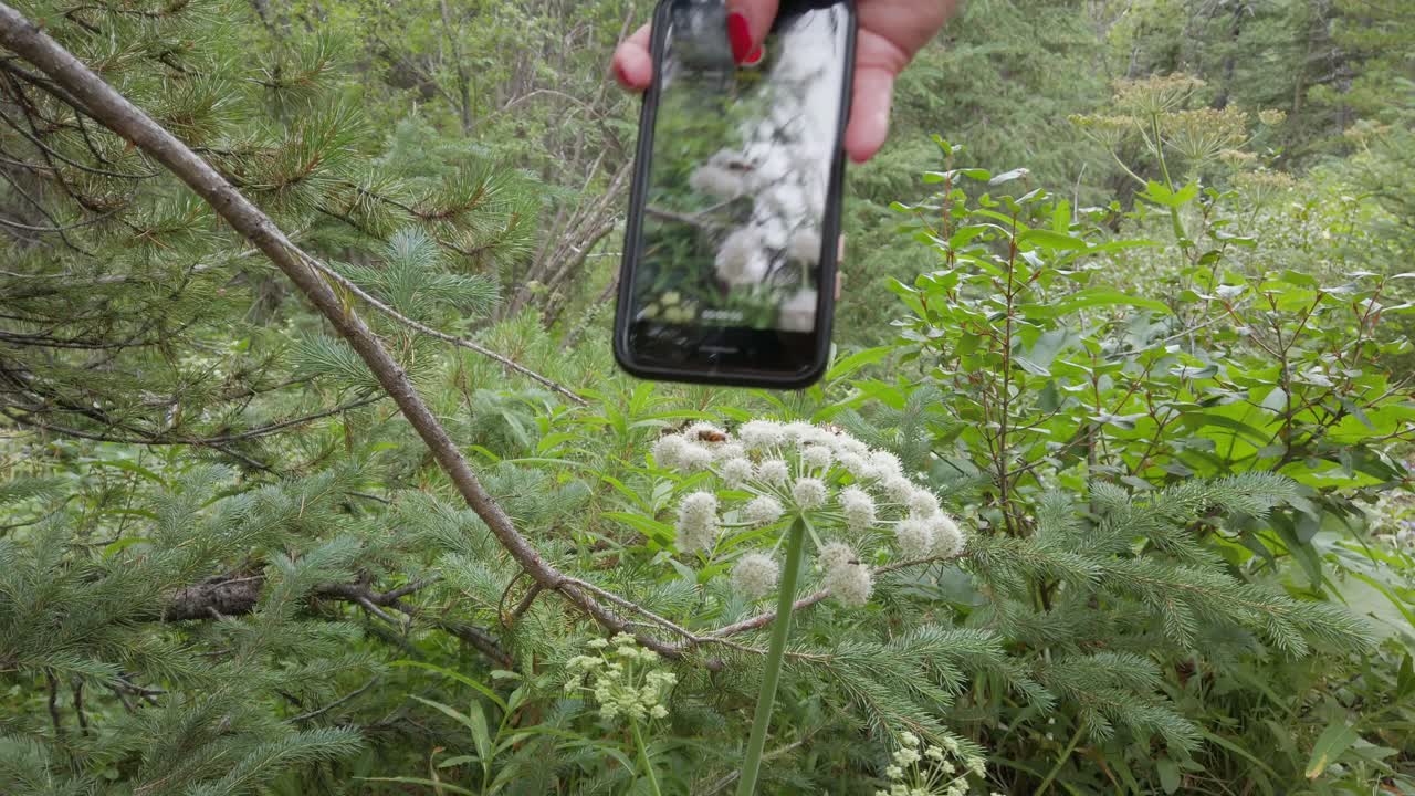 abejas fotografiadas con la cámara de un teléfono celular alimentándose de flores blancas se acercaron