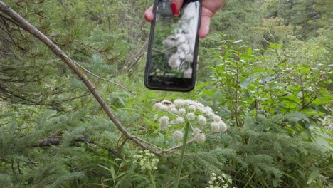 Abejas-Fotografiadas-Con-La-Cámara-De-Un-Teléfono-Celular-Alimentándose-De-Flores-Blancas-Se-Acercaron